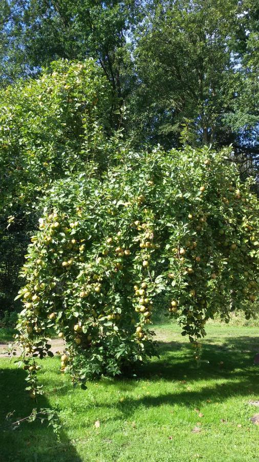 Wohnung Am Wald Witzeeze Exteriör bild